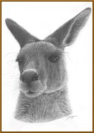 TJ021 - Grey Kangaroo